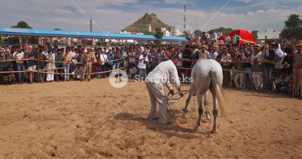 Traditional festival horse dance performance show demonstration in village. Horses move gallop with trainer driver. Pushkar, Rajasthan, India. With sound