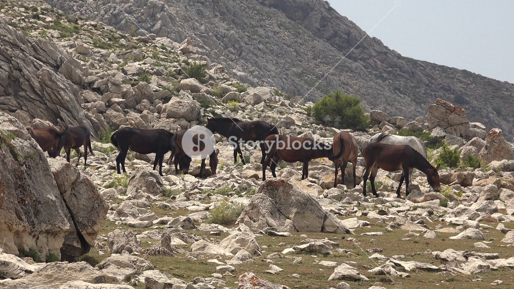 Wild horses roaming freely across rocky, treeless mountain foothills and open highland plateaus. The herd moves over brown and black terrain, symbolizing wilderness solitude and the spirit of freedom.