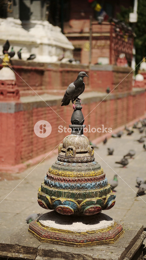 Pigeon at a Temple in Kathmandu in Nepal, Vertical Video for Social Media Instagram Reels and Tiktok of Pigeons and Birds at Famous Old