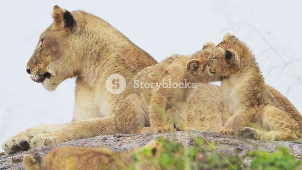 Lions Licking and Cleaning Lion Cubs, Mother Lioness and Pride of Lions in Serengeti National Park in Tanzania in Africa, Lots of Young