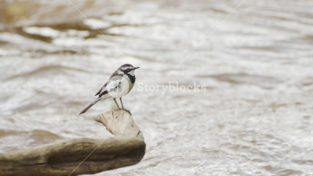 Pied Wagtail Bird in Africa, Small Little Black and White African Birds on Wildlife Safari in Masai Mara, Kenya, Perching on Branch