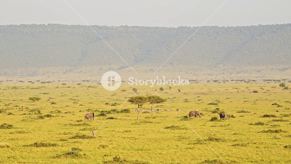 Aerial Shot of a Herd of Elephant, African Animal in Maasai Mara in Africa, Kenya Hot Air Balloon Ride Flight View Flying Over Amazing