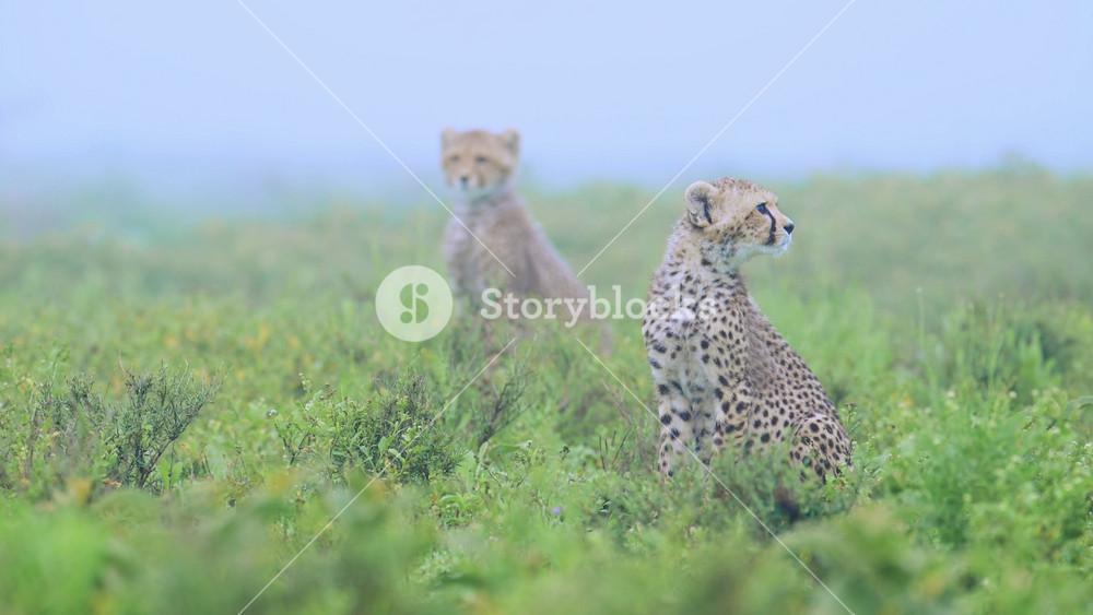 Cheetah Cub Animals in the Mist on a Misty Blue Atmospheric Morning at Dawn in Serengeti National Park, Pair of Two Cute Baby Cheetahs in
