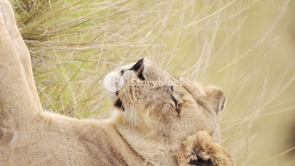 Vertical Lioness Lion Portrait in Africa for Social Media on African Wildlife Safari, Lioness Lions Close Up Portrait Vertical Video for
