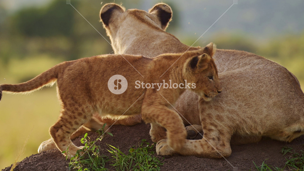 Slow Motion of Funny Animals, Cute Baby Lion Cub Playing with Lioness Mother in Africa in Masai Mara Kenya, Pouncing on Tail on African