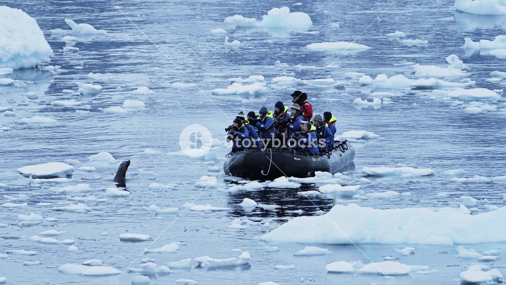 Antarctica Wildlife Boat Trip Tour, Amazig Seal Sighting in Wildlife Tourism Excursion in Antarctic Peninsula on Southern Ocean Sea Water