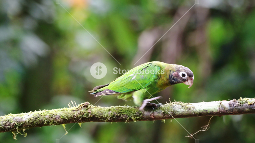 Costa Rica Parrot, Brown Hooded Parrot (pyrilia haematotis), Tropical Bird and Wildlife in Rainforest, Birdlife Birdwatching in Boca