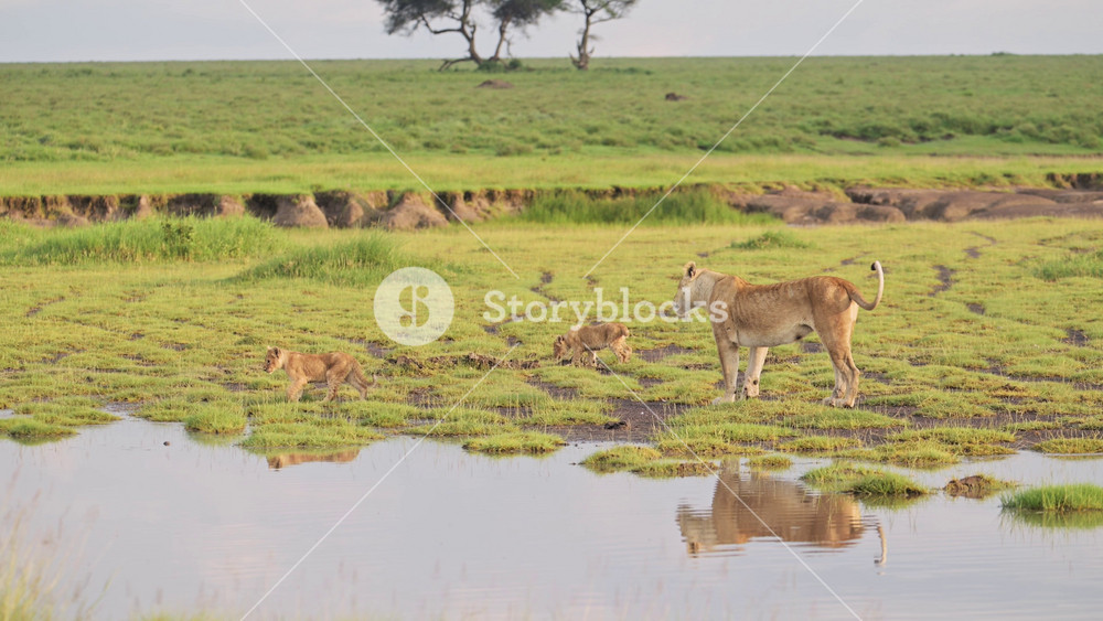 Lions and Lion Cubs Walking by River in Serengeti National Park in Tanzania in Africa, Lioness and Pride of Lions in Marshes Scenery, Wide