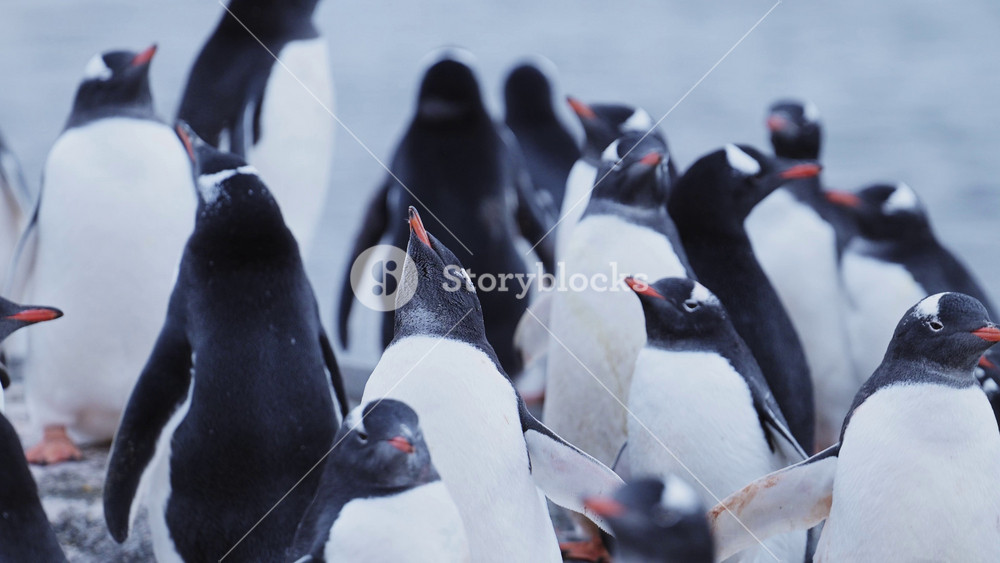 Penguin Colony Antarctica Wildlife, Huddle of Lots of Gentoo Penguins Huddling for Warmth, Large Group of Penguins and on Antarctic