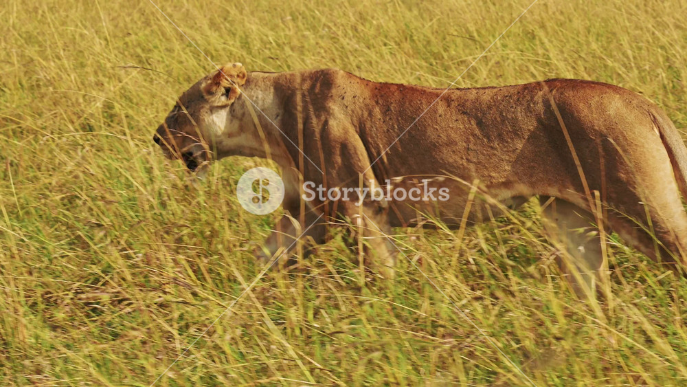 Lion Walking, Lioness Prowling and Hunting in Long Tall Grass, Africa Animals Close Up on Wildlife Safari in Savanna Grassland in Masai
