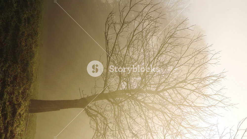 Vertical video of beautiful nature landscape scenery with tree and forest scenery in woodlands at sunrise with sunbeams in misty foggy