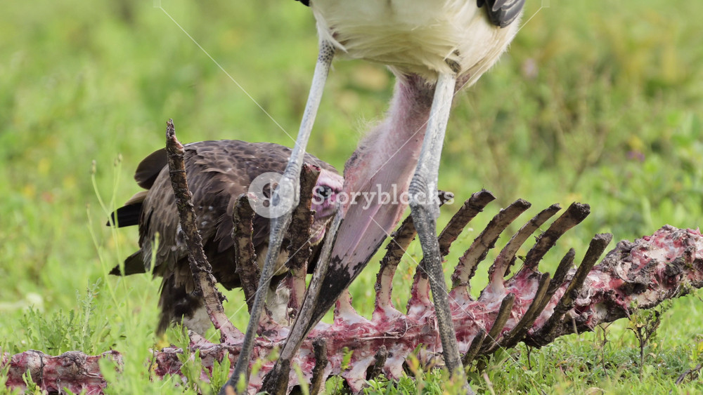Vulture Eating in Africa on a Kill in Serengeti National Park, Scavenging and Feeding on a Carcass and Bones of a Dead Animal Body in