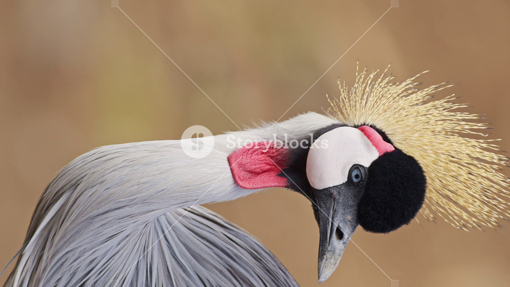 Vertical Funny Bird Shot of a Crane, Vertical Grey Crowned Crane Video for Social Media Instagram Reels and Tiktok Grey of African Birds on
