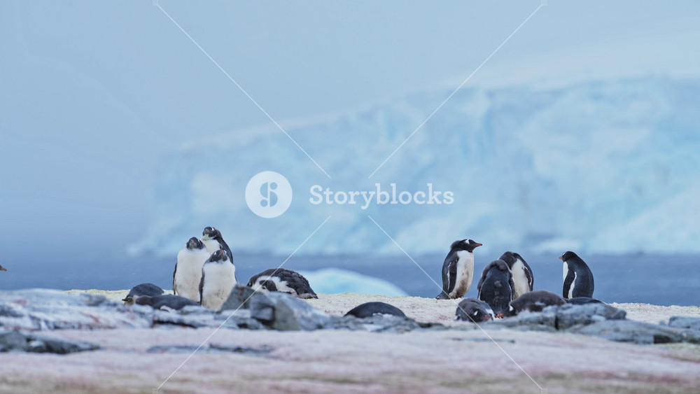 Antarctica Penguin Colony and Glacier in Snow whiel Snowing in Antarctic Winter Weather, Beautiful Landscape Scenery and Gentoo Penguins on