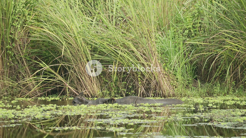 Asian Rhino in Chitwan in Nepal in Asia, Greater One Horned Rhino in Chitwan National Park, Nepalese Wildlife and Animals, Swimming and