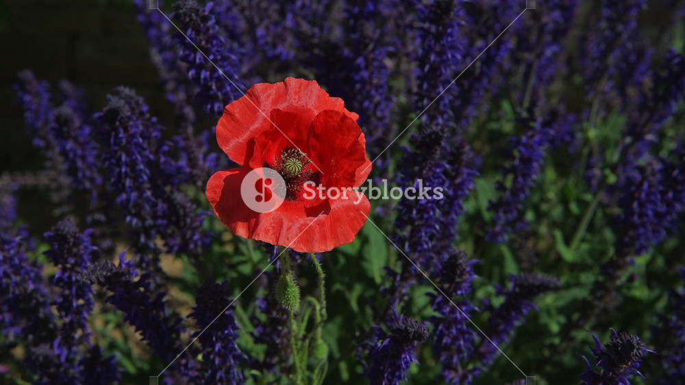 Beautiful Poppies And Lavender Flowers Swaying In The Wind in a field - bright colourful flowers in summer in the garden - Closeup Shot