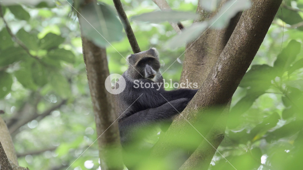 Monkey Lying Down in a Tree in Africa in Kilimanjaro National Park in Tanzania on an African Wildlife and Animals Safari, Sleepy Tired Blue