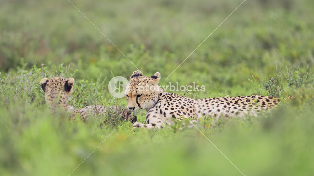Cheetah Cleaning Itself in Serengeti National Park in Tanzania in Africa, Cheetahs Licking and Grooming in African Plains on African