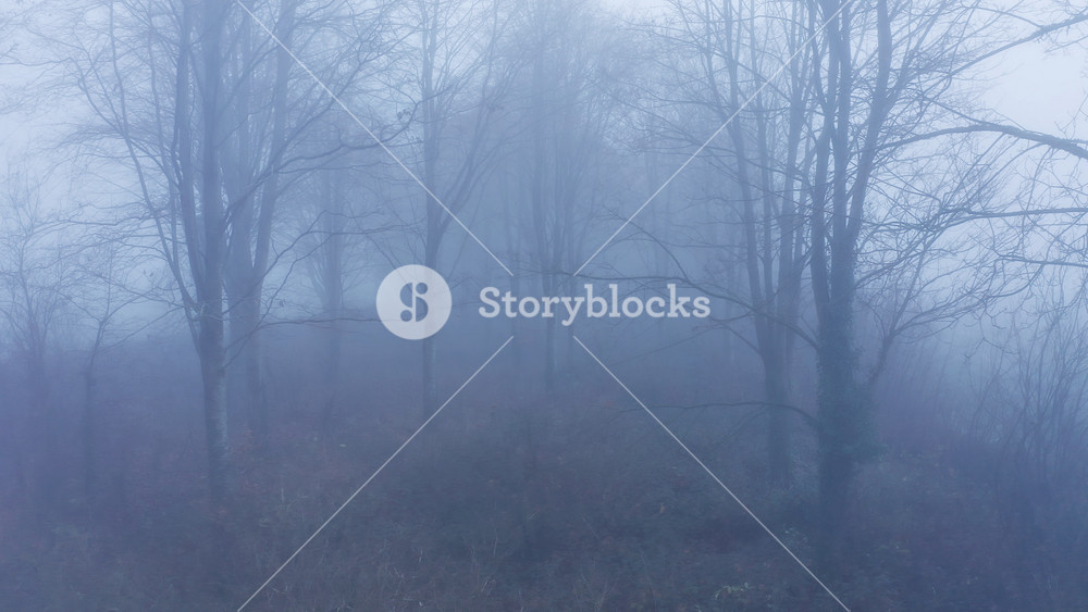 Aerial drone video of mysterious misty blue foggy woods with bare trees in mist in woodland in winter, spooky haunted forest rural scene