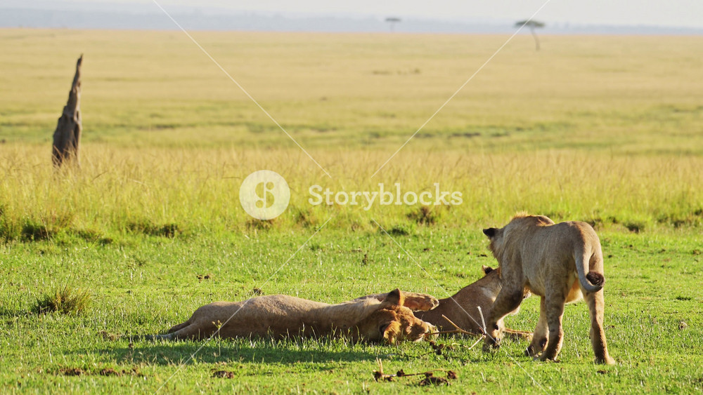 Slow Motion Shot of Playful young lion cubs play, excited energy of cute African Wildlife in Maasai Mara National Reserve, Kenya, Africa