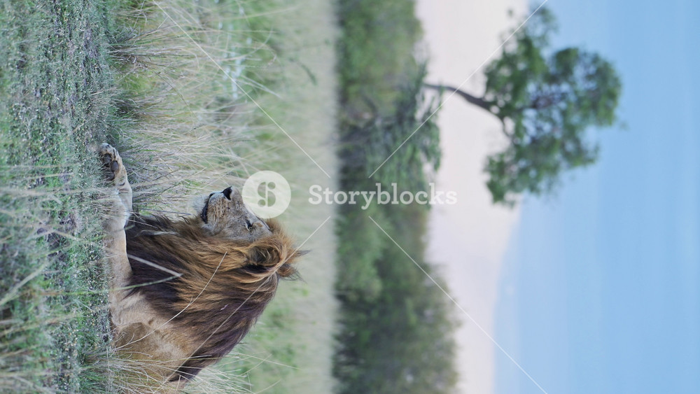 Vertical Male Lion Portrait in Africa on African Wildlife Safari, Vertical Video of Male Lion with Big Lions Mane for Social Media