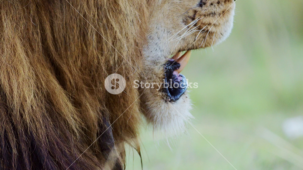 Male lion close up detail of mouth and teeth, African Safari Wildlife Animal in Maasai Mara National Reserve in Kenya, Africa, Masai Mara