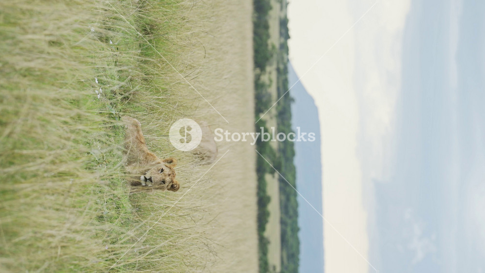 Vertical Lions in Savannah in Africa for Social Media, Lion and Savanna on African Wildlife Safari, Vertical Video for Social Media