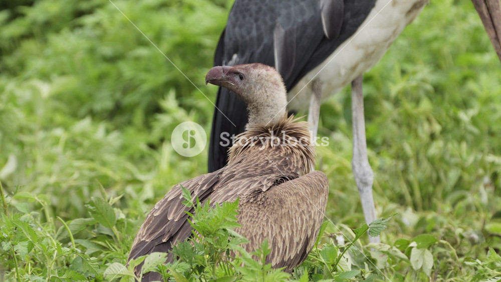 Vulture and Marabou Stork in Serengeti National Park, Feeding Eating and Scavenging Close Up in Tanzania in Africa on African Wildlife