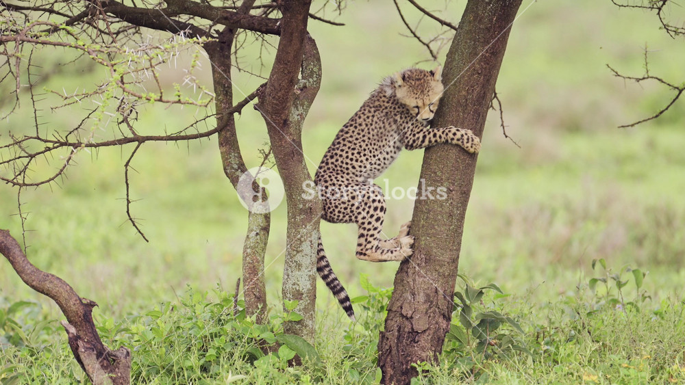 Funny Animals Shot of Baby Cheetah Cubs Climbing a Tree in Serengeti National Park in Tanzania in Africa on African Wildlife Safari Game