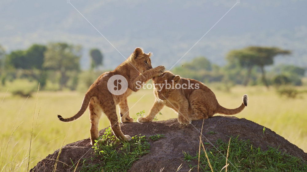 Cute Lion Cubs Playing in Africa, Two Young Funny Adorable Baby Animals, Lions in Maasai Mara, Kenya, Play Fighting and Climbing Termite