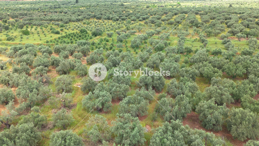 Beautiful aerial view flying over a large olive grove plantation in a valley with mountains in the background, a serene agricultural landscape celebrating nature and sustainable farming