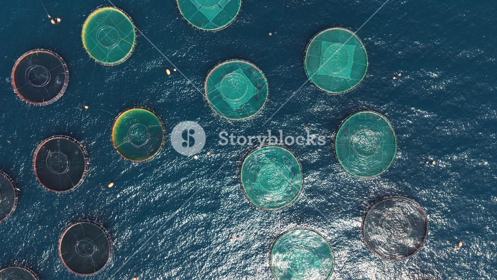 Aerial top-down perspective of round aquaculture cages floating in the blue sea, showing sustainable seafood production and the modern fishing industry for salmon or trout farming