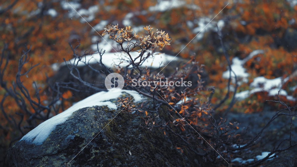 Close-up of a rocky terrain partially covered in snow, highlighting patches of red and brown autumn plants. Parallax orbit shot.