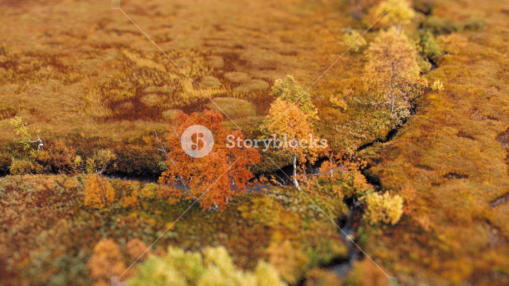 Aerial view of the narrow creek winding in the swampy autumn marshland. Colorful trees stand on the banks. A tilt-shift video.