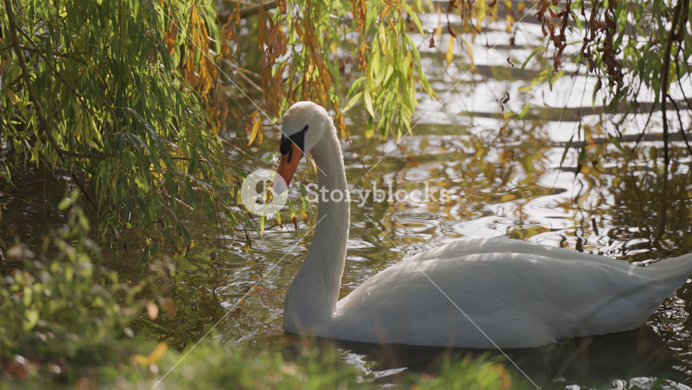 A swan and ducks near the bank of the calm pond under the branches of the weeping willow tree in the city park on a sunny autumn day.