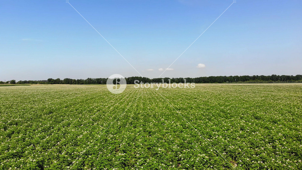 Sunny summer landscape featuring a large potato plantation in full bloom. Agricultural background of growing food crops in countryside.
