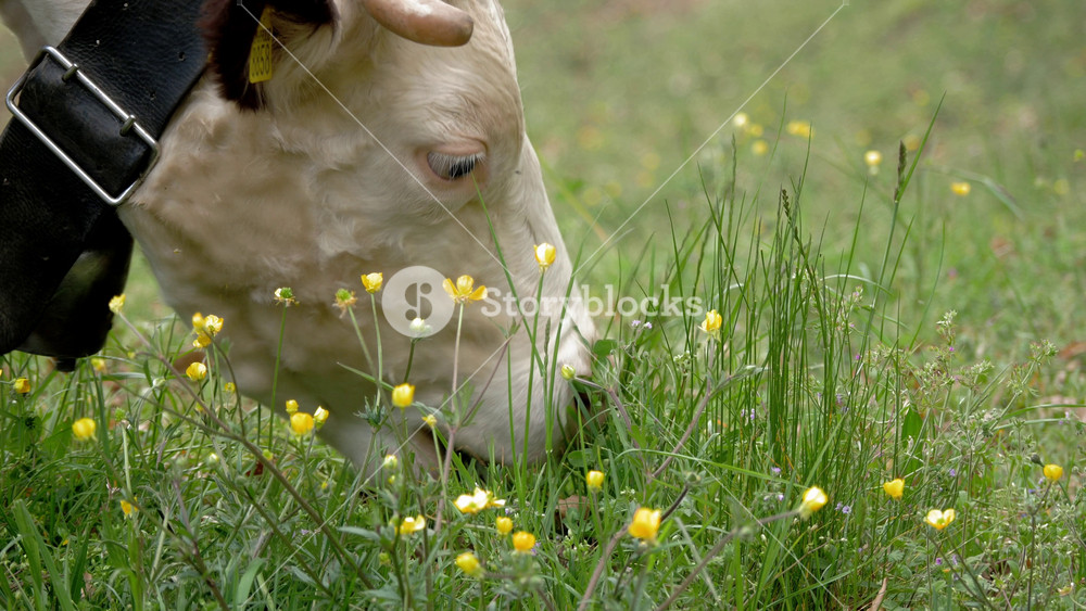 Close-up view of cattle grazing in lush green field with wildflowers. Organic dairy farming and animal husbandry concept.