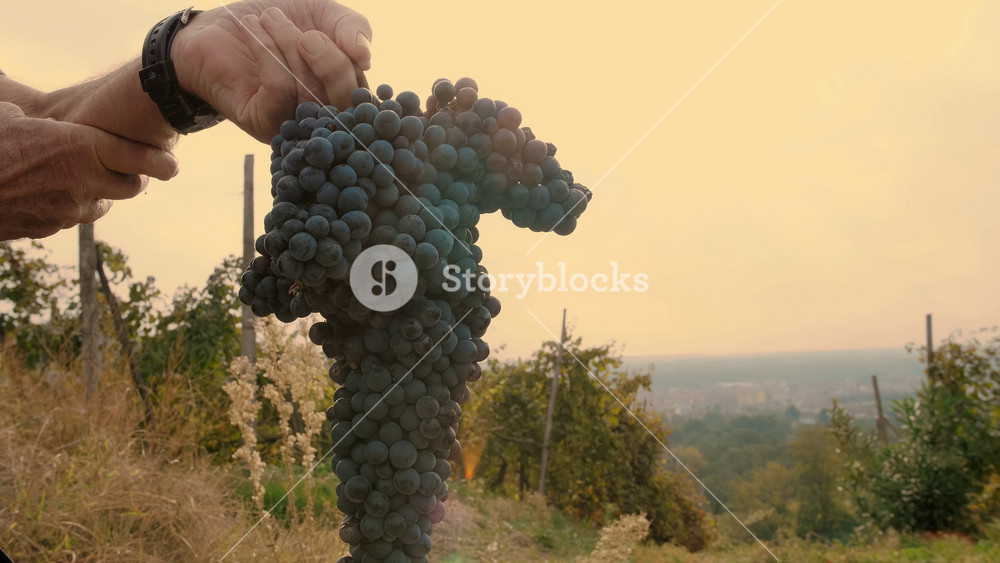 Close up of a farmer's hand holding a large ripe bunch of purple grapes in a vineyard. Concept of quality viticulture and manual work.
