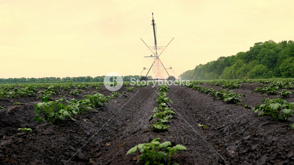 Close-up of wet potato leaves during watering by sprinkler system. Detailed view of agricultural crops receiving moisture.