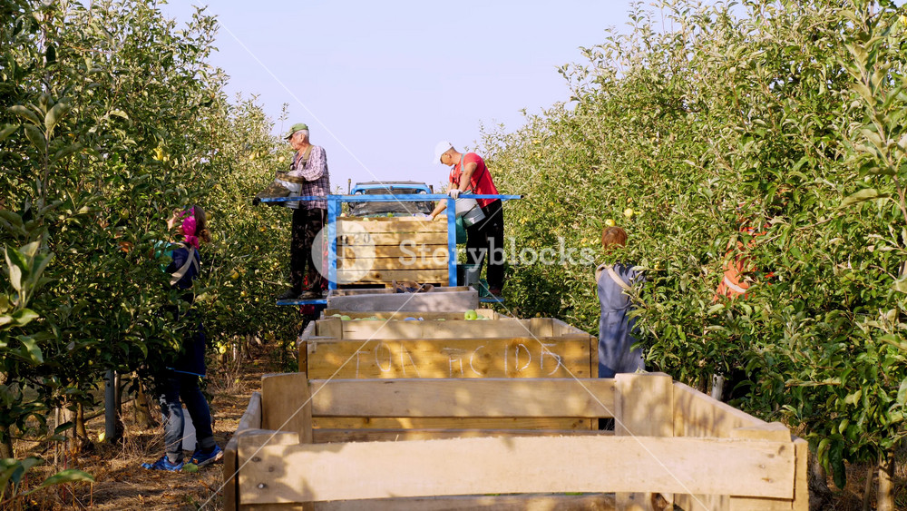 Large wooden crates filled with ripe red apples in a sunny orchard. Seasonal harvest of fresh organic fruits ready for transportation.