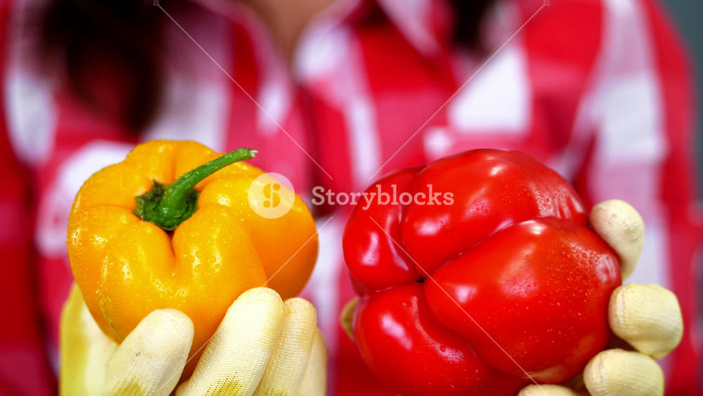 Farmer hands in gloves holding two sweet peppers against plaid shirt background. Close-up of organic capsicum harvest in worker hands.