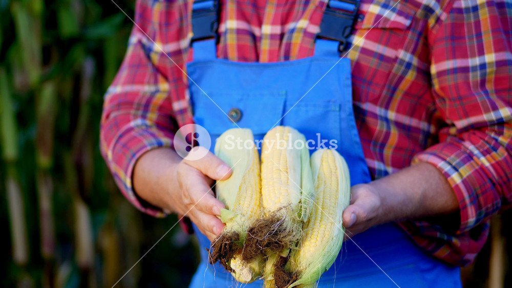 Close up of agricultural worker holding sweet corn cobs during harvest. Concept of organic vegetable farming and inspection.
