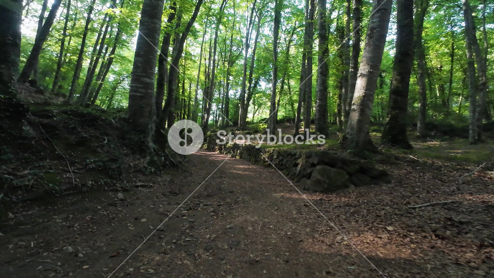 Picturesque path traversing the enchanting La Fageda d'en Jorda, a unique beech forest nestled in the volcanic zone of La Garrotxa, Catalonia, Spain