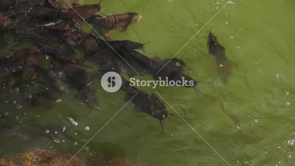 Dense School Of Catfish Swimming In Green Pond, Dark Fins And Whiskered Heads Moving In Close Formation Beneath Surface of Murky Water