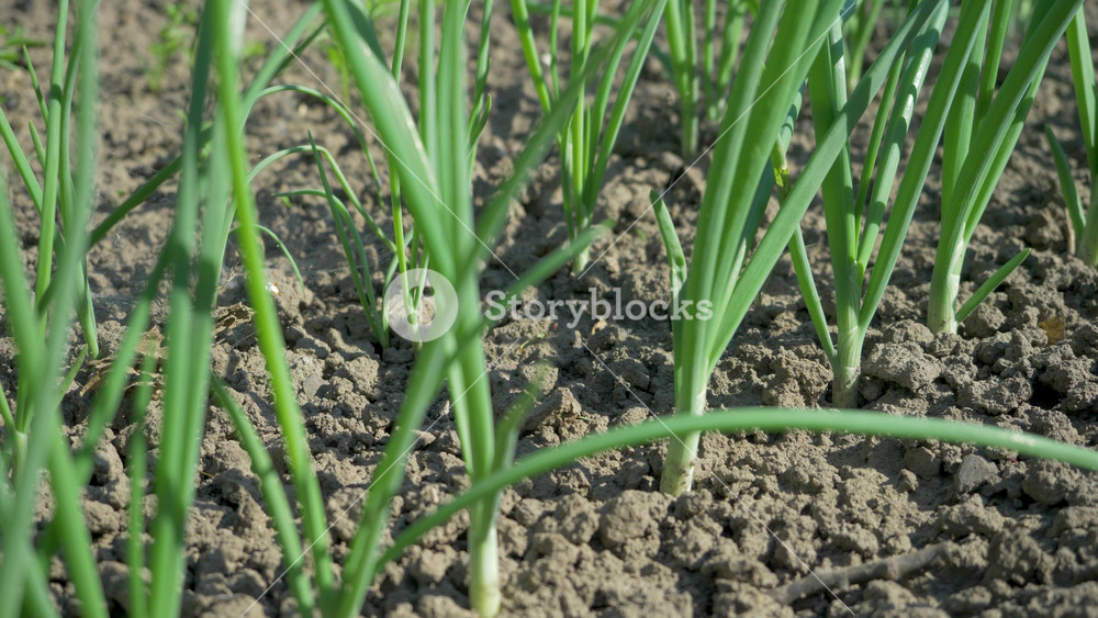 Vibrant green onion sprouts in farm field. Slender leaves rise from dry soil. Sunlight supports plant growth. Sustainable agriculture