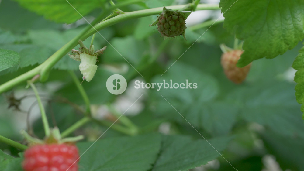 Harvesting fresh raspberries on sunny day. Fresh and sweet ripe raspberries and green leaves on bush. Summer harvest, canning or food