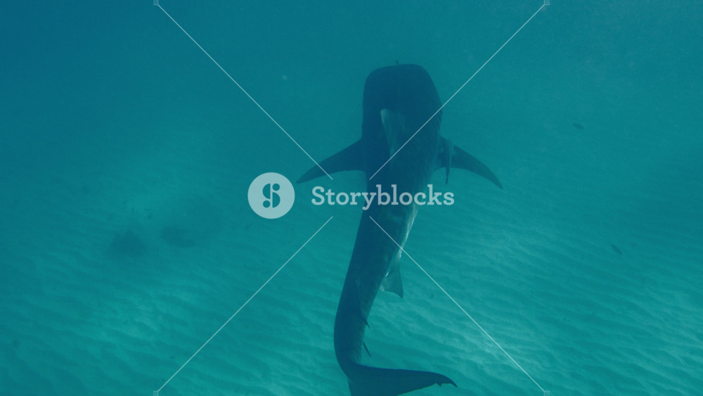 Tiger Shark Swimming In Shallow Coastal Waters Of Ningaloo Reef, Exmouth, Western Australia; 4K Underwater Tracking Shot.