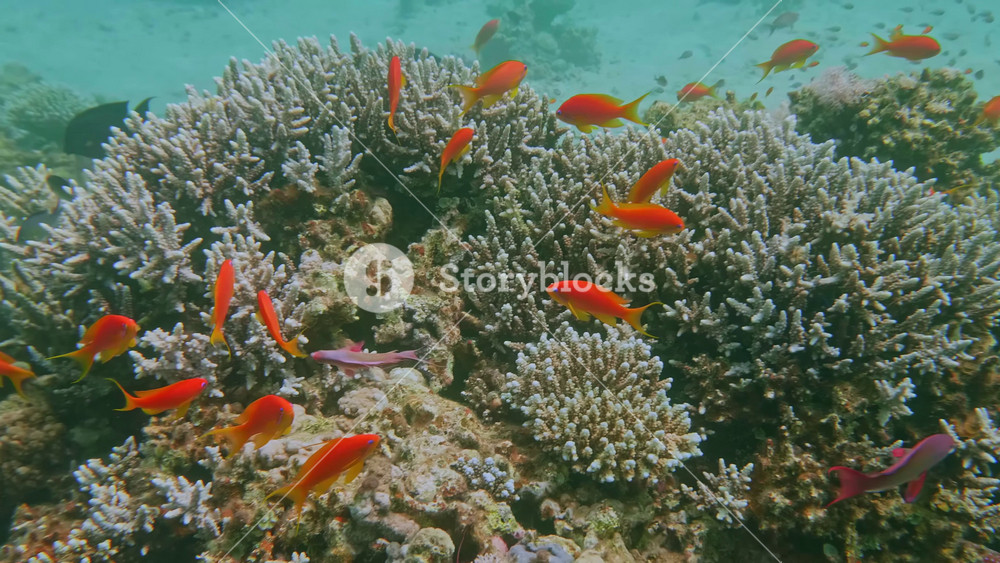 Vibrant Red Sea Reef With Hard Corals And Large School Of Sea Goldies Swimming In Colorful Underwater Tropical Habitat