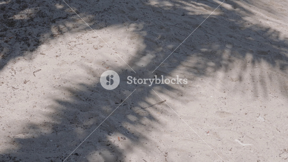 Shadow of palms on sand on beach in sunny summer day, relax on. Beautiful tropical garden with high trees, rest in islands near sea or ocean