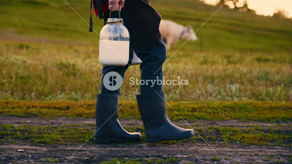 Farm worker carrying delicious organic milk in two canisters after milking. Traditional and modern organic farming and animal husbandry